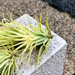 紅葉中♪ Tillandsia ionantha 'Druid' / エアプランツ ドルイド 3株 4枚目の画像