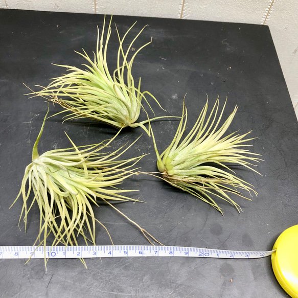 紅葉中♪ Tillandsia ionantha 'Druid' / エアプランツ ドルイド 3株 7枚目の画像