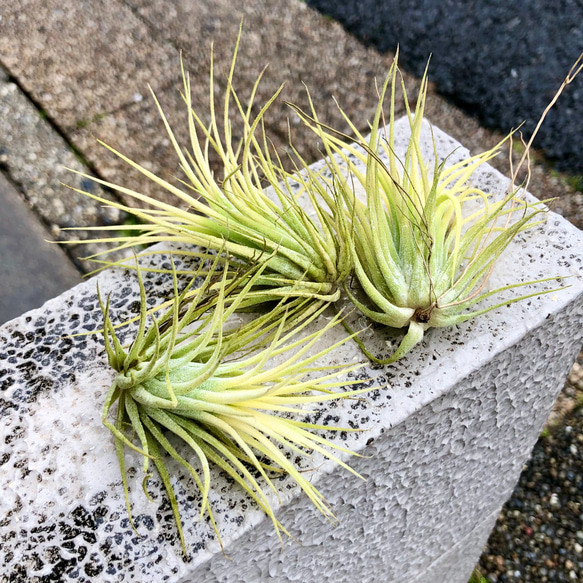 紅葉中♪ Tillandsia ionantha 'Druid' / エアプランツ ドルイド 3株 1枚目の画像