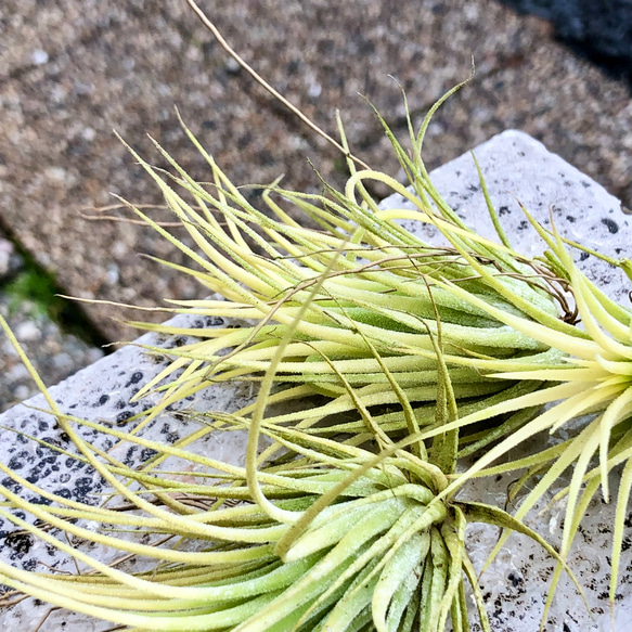 紅葉中♪ Tillandsia ionantha 'Druid' / エアプランツ ドルイド 3株 6枚目の画像