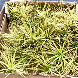 紅葉中♪ Tillandsia ionantha 'Druid' / エアプランツ ドルイド 3株 8枚目の画像