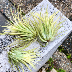 紅葉中♪ Tillandsia ionantha 'Druid' / エアプランツ ドルイド 3株 3枚目の画像