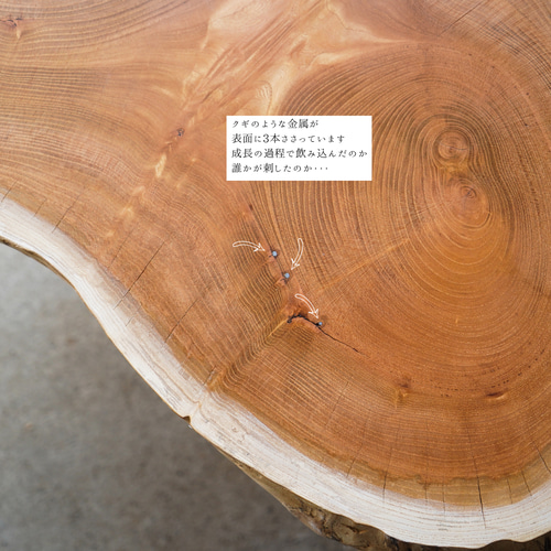 分厚い欅の輪切り 一枚板 コーヒーテーブル （高さ・カラー変更