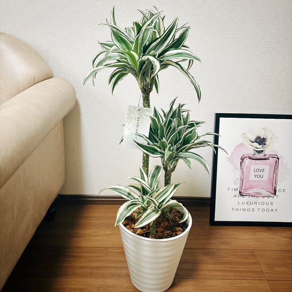 現品】ドラセナ・トルネード 斑入り 8号 HW番