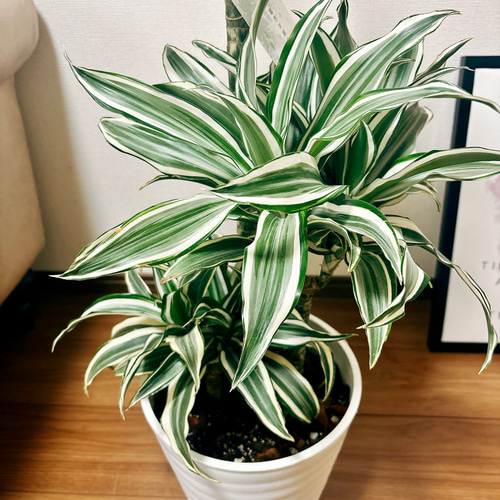 現品］【希少】1番 ドラセナ ホワイトバード 8号 観葉植物 室内