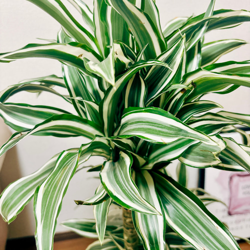 現品］【希少】1番 ドラセナ ホワイトバード 8号 観葉植物 室内