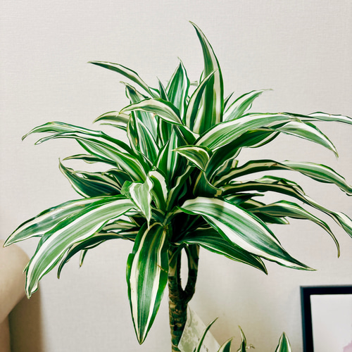 現品］【希少】1番 ドラセナ ホワイトバード 8号 観葉植物 室内