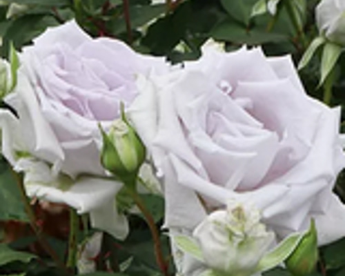 レア‼️切り花品種 薔薇 レア切花品種・薔薇☆ペットにも安心なトゲなしバラ☆Fairy Cup