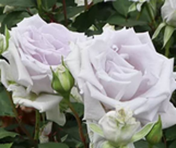 レア切花品種・薔薇☆シルバーブルーのバラ☆granblu5号ロング