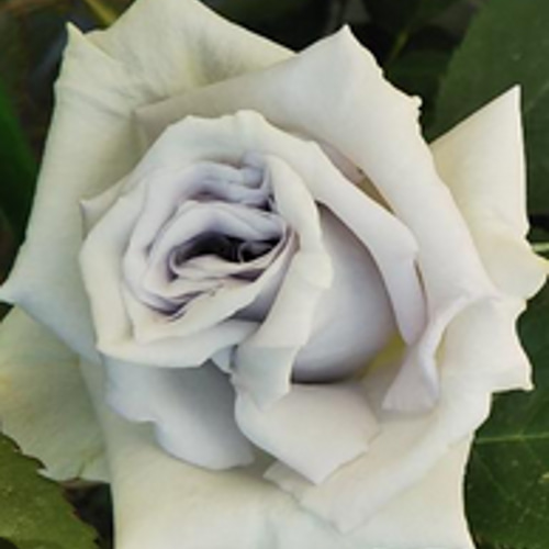 レア切花品種・薔薇☆シルバーブルーのバラ☆granblu5号ロング