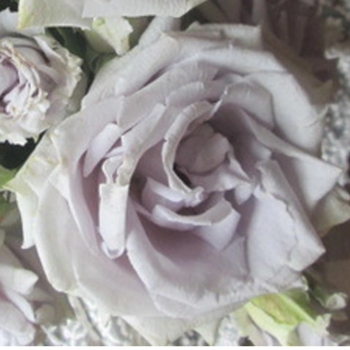 レア切花品種・薔薇☆香る大人の赤バラ（fragrance desire）☆5