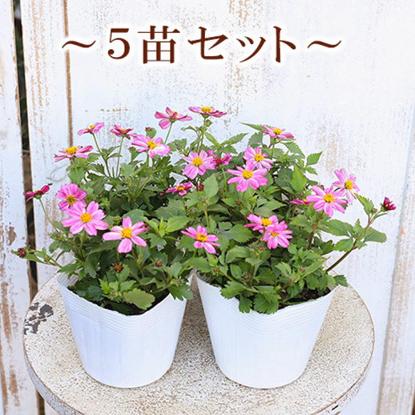 ビデンスティー BIDENS BIDENSティー ビデンスティー5箱