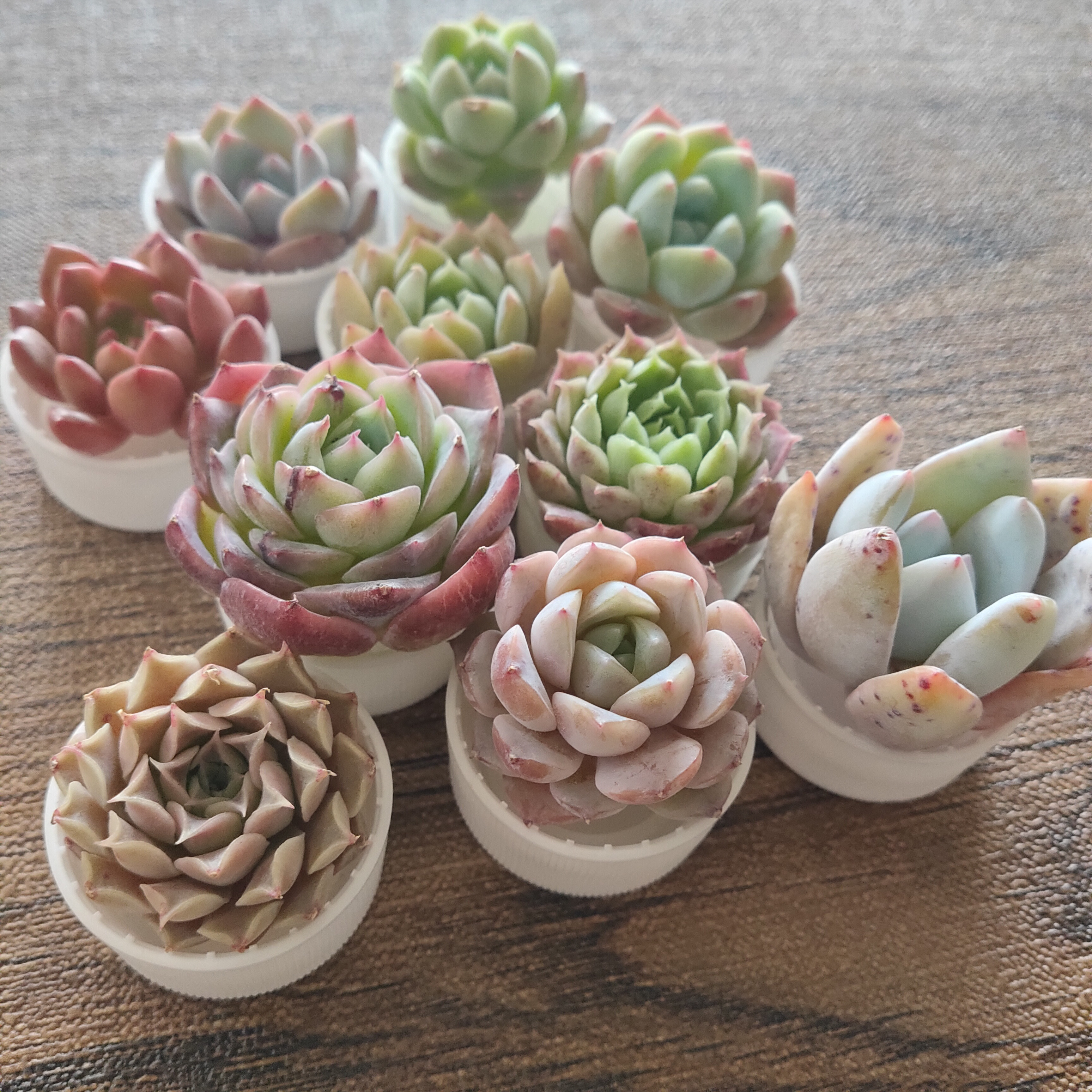 ⑤ミニ苗大量セット✨多肉植物 エケベリア カット苗 寄せ植えに