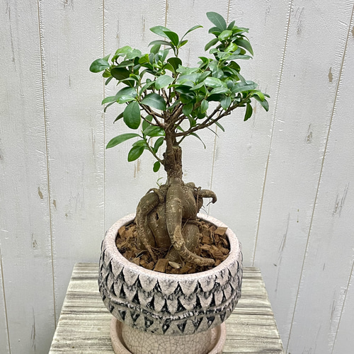 幹極太　多幸の木　ガジュマル　天然苔仕立て　アンティーク調陶器鉢　植え込み発送 幹太ガジュマル 天然苔 盆栽仕立て アンティーク調 陶器鉢 植え込み