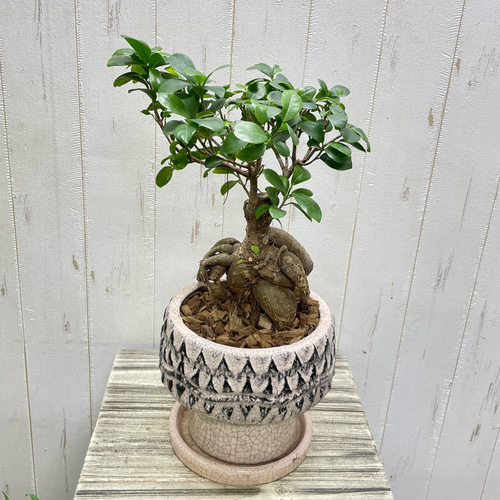 カタチ製作所 ⑨ 2個セット 浅鉢 mederu pot 鉢 植木鉢 作家鉢 カタチ製作所 ⑨ 2個セット 浅鉢 mederu pot 鉢 植木鉢 作家鉢