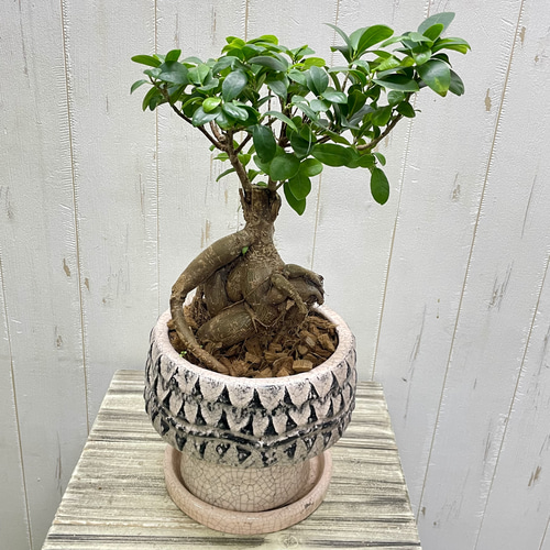 多幸の木 精霊が宿る木 株立ち ガジュマル 極太株 アステカ 鉢 受皿