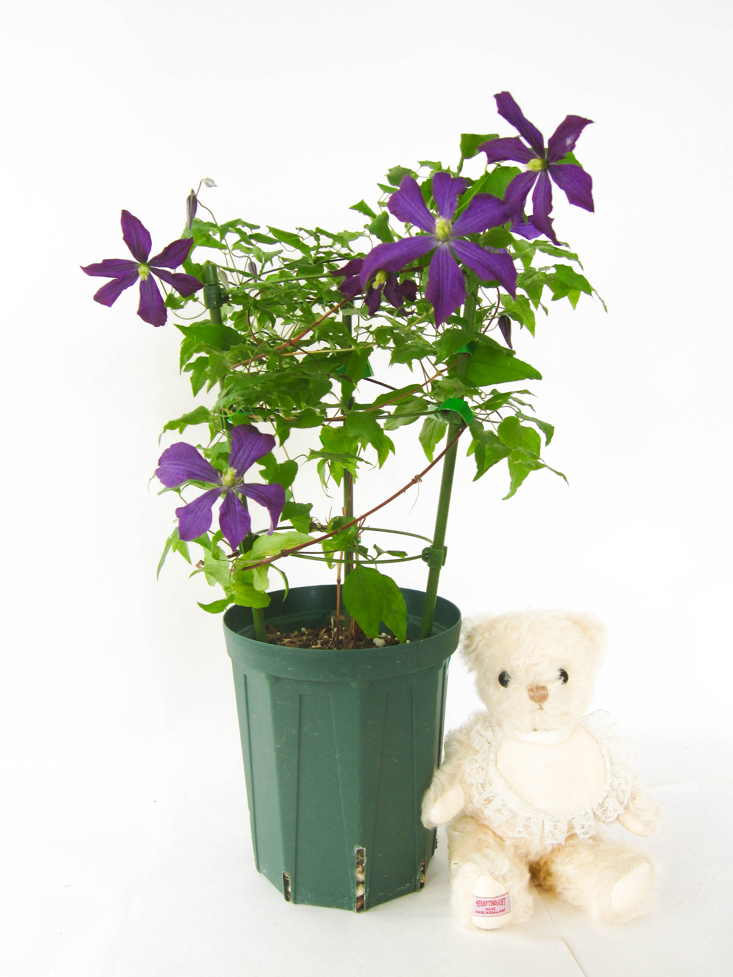 クレマチス ・ギャロル★大輪で花期が長い★６号ロングスリット鉢植えリング支柱付        Ω