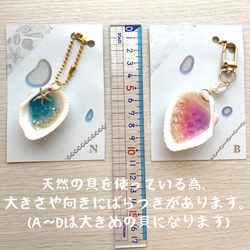 ✧海のキーホルダー✧ 　天然貝殻　貝　キーホルダー　海辺　シェル　夏　 12枚目の画像