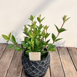 ペペロミア♪フォレット♪ラグラス♪おしゃれな陶器鉢♪観葉植物♪人気♪ 14枚目の画像