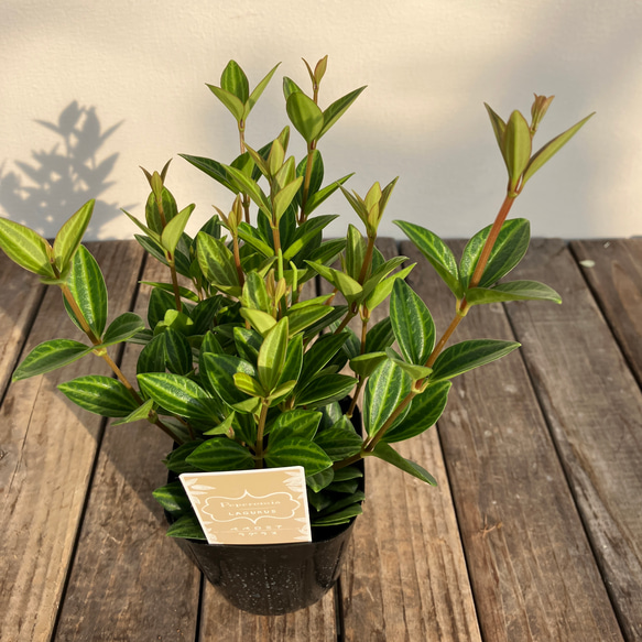 ペペロミア♪フォレット♪ラグラス♪おしゃれな陶器鉢♪観葉植物♪人気♪ 10枚目の画像