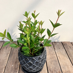 ペペロミア♪フォレット♪ラグラス♪おしゃれな陶器鉢♪観葉植物♪人気♪ 11枚目の画像