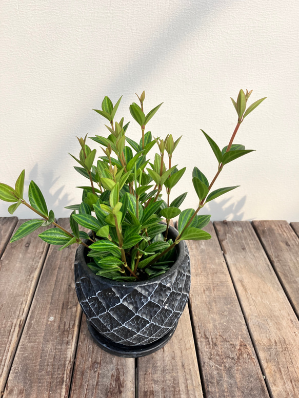 ペペロミア♪フォレット♪ラグラス♪おしゃれな陶器鉢♪観葉植物♪人気♪ 11枚目の画像