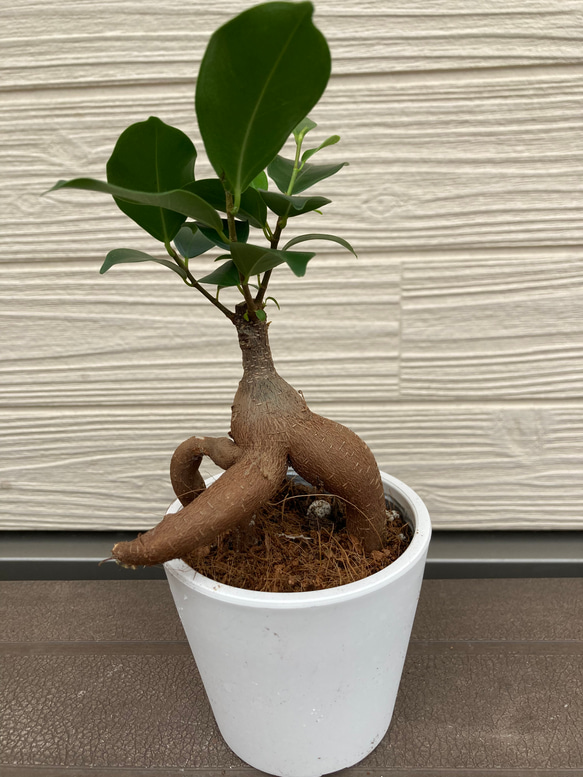 ガジュマル　☆観葉植物 2枚目の画像