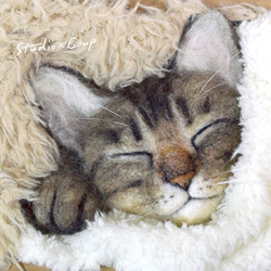 タオルに包まれて眠るキジトラ猫 1枚目の画像