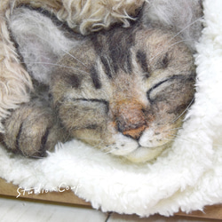 タオルに包まれて眠るキジトラ猫 2枚目の画像