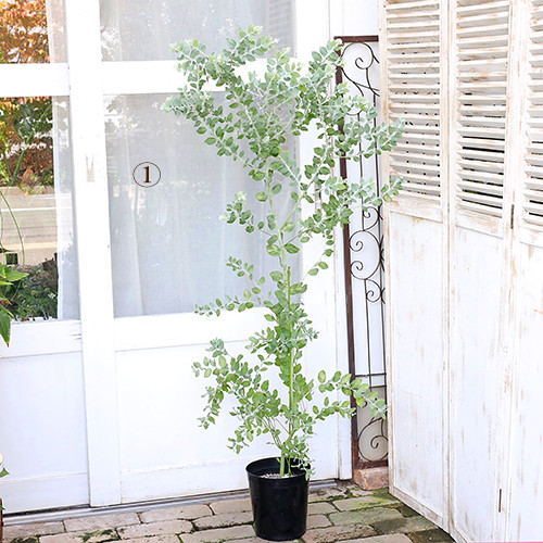 現品販売 常緑庭木 パールアカシア ポダリーフォリア 7号 高さ145