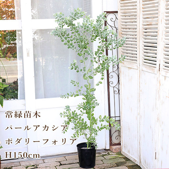 パールアカシア 苗 大型 200cm❗整った樹形 際立つシルバーリーフ 特白銀 パールアカシア 苗 希少大型 210cm❗整った樹形 綺麗なシルバーリーフ