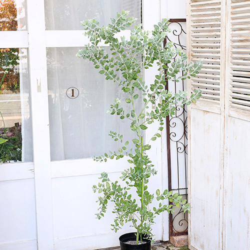 現品販売 常緑庭木 パールアカシア ポダリーフォリア 7号 高さ145