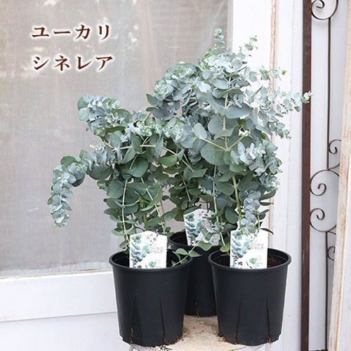 再入荷常緑苗木 銀丸葉 ユーカリ シネレア 5号 庭木 植木 シルバー