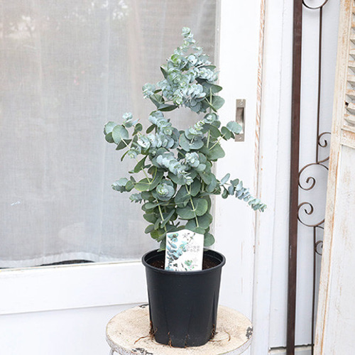 再入荷常緑苗木 銀丸葉 ユーカリ シネレア 5号 庭木 植木 シルバー