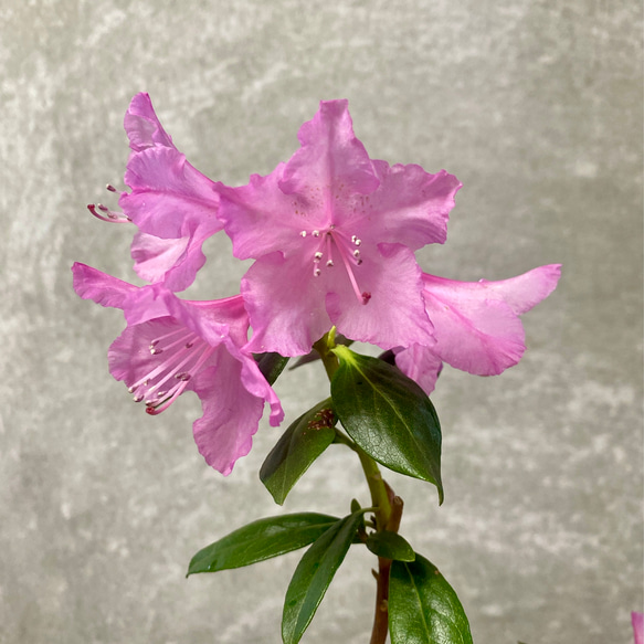 花木　落葉樹　桜玄海ツツジ 2枚目の画像