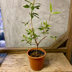 花木　落葉樹　桜玄海ツツジ 3枚目の画像