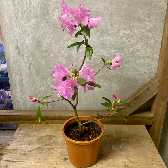 花木　落葉樹　桜玄海ツツジ 1枚目の画像