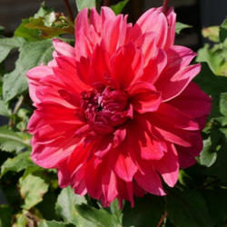 ダリア【ロザリーゴードン】ガーデンハイとしてとても印象的なダリア アンニュイなカラーが美しい 1枚目の画像