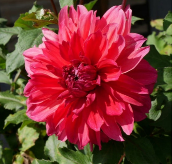 ダリア【ロザリーゴードン】ガーデンハイとしてとても印象的なダリア アンニュイなカラーが美しい 1枚目の画像