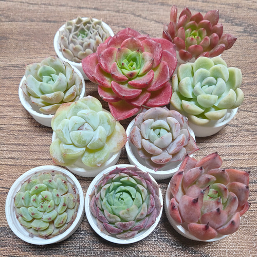 多肉植物 10苗セット 名前付き (カット苗)【エケベリア】 多肉植物