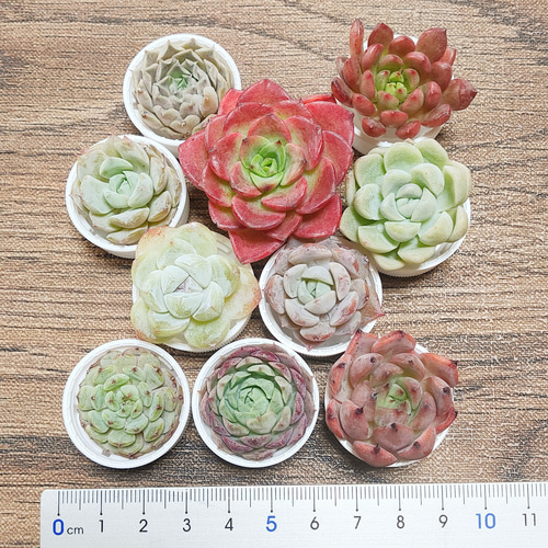 多肉植物 10苗セット 名前付き (カット苗)【エケベリア】 多肉