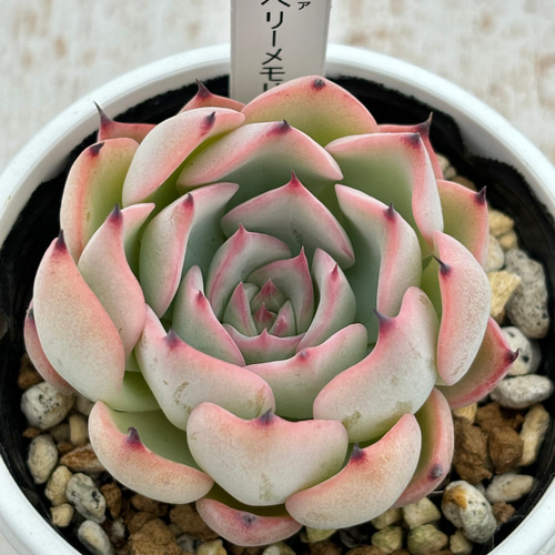 人気レア品種！☆ラズベリーメモリーズ 多肉植物 自家栽培 国産 多肉
