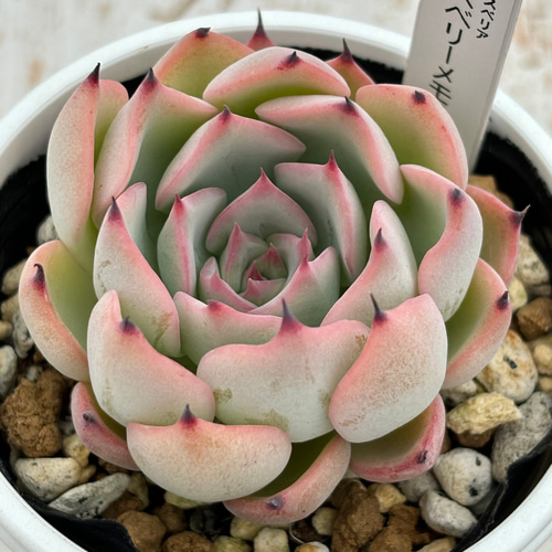 人気レア品種！☆ラズベリーメモリーズ 多肉植物 自家栽培 国産 多肉