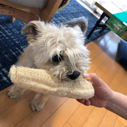 #２4ワンちゃんの歯ブラシ大or小　飼い主さんのタワシにも　無農薬　手作りヘチマ 4枚目の画像