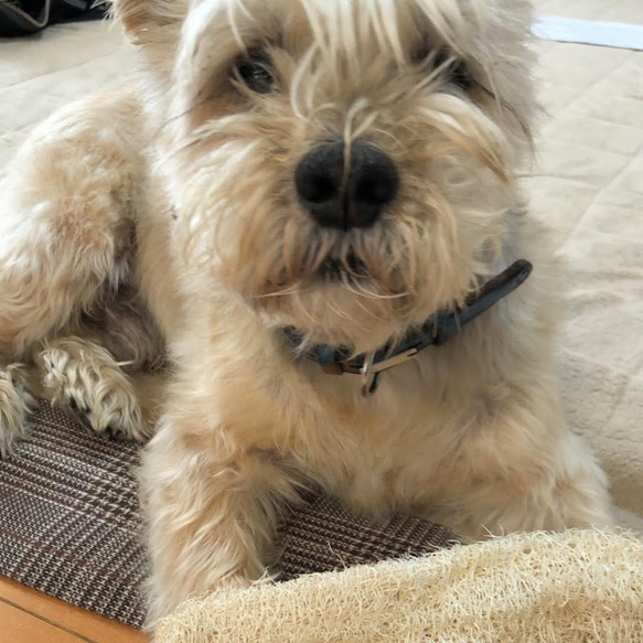 #２4ワンちゃんの歯ブラシ大or小　飼い主さんのタワシにも　無農薬　手作りヘチマ 6枚目の画像