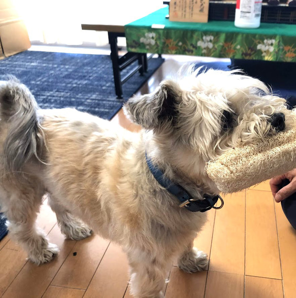 #２4ワンちゃんの歯ブラシ大or小　飼い主さんのタワシにも　無農薬　手作りヘチマ 5枚目の画像