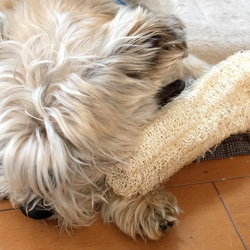 #２4ワンちゃんの歯ブラシ大or小　飼い主さんのタワシにも　無農薬　手作りヘチマ 7枚目の画像