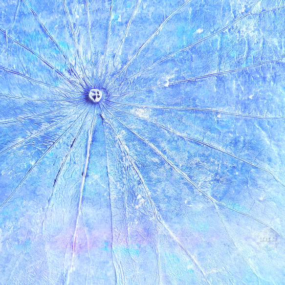 「夢の水」蓮の葉アート 6枚目の画像