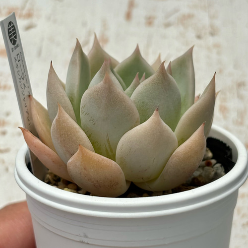 多肉植物 葉挿し 交配実生 ローラ×メンチャカ しぼっ