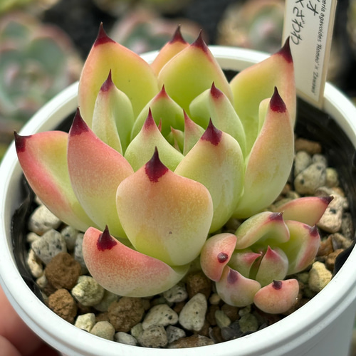 多肉植物 おらいさん ロメオ×ざわわ